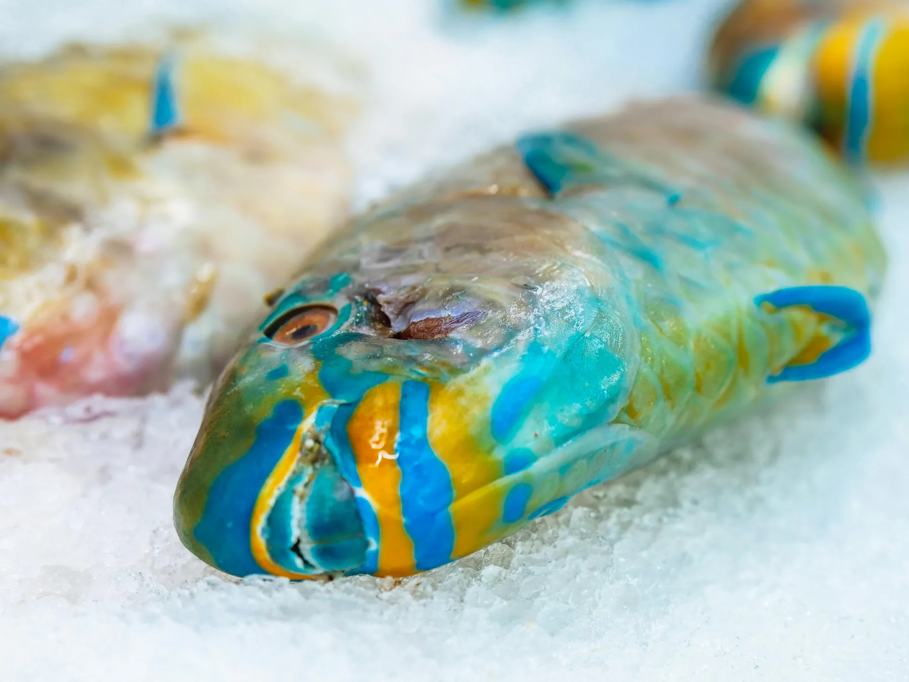 Bunter Fisch auf Eis