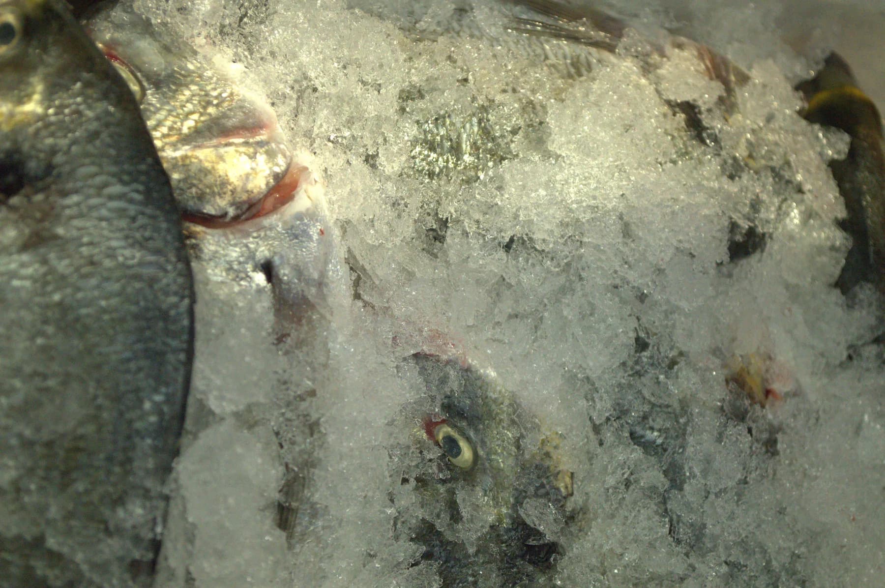 Frischer Fisch dicht auf Eis, Nahaufnahme