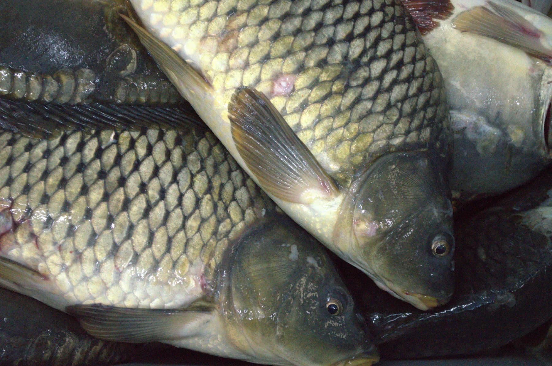 Frisch gefangener Fisch in Nahaufnahme
