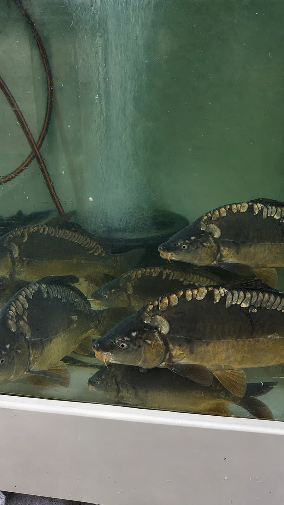 Lebendige Karpfen im Wasserbecken bei Fische & mehr