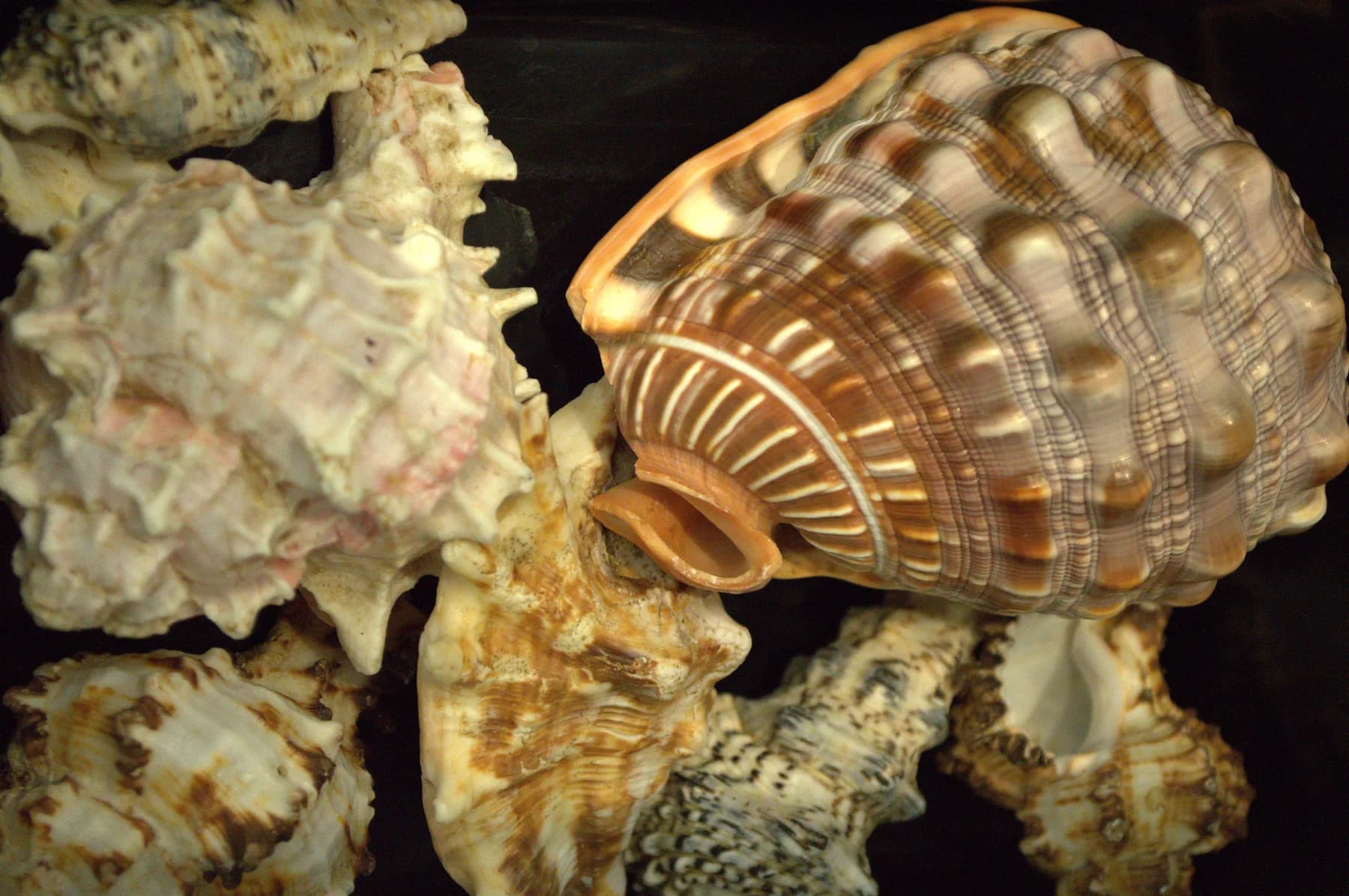 Muscheln und Meeresschnecken, Nahaufnahme