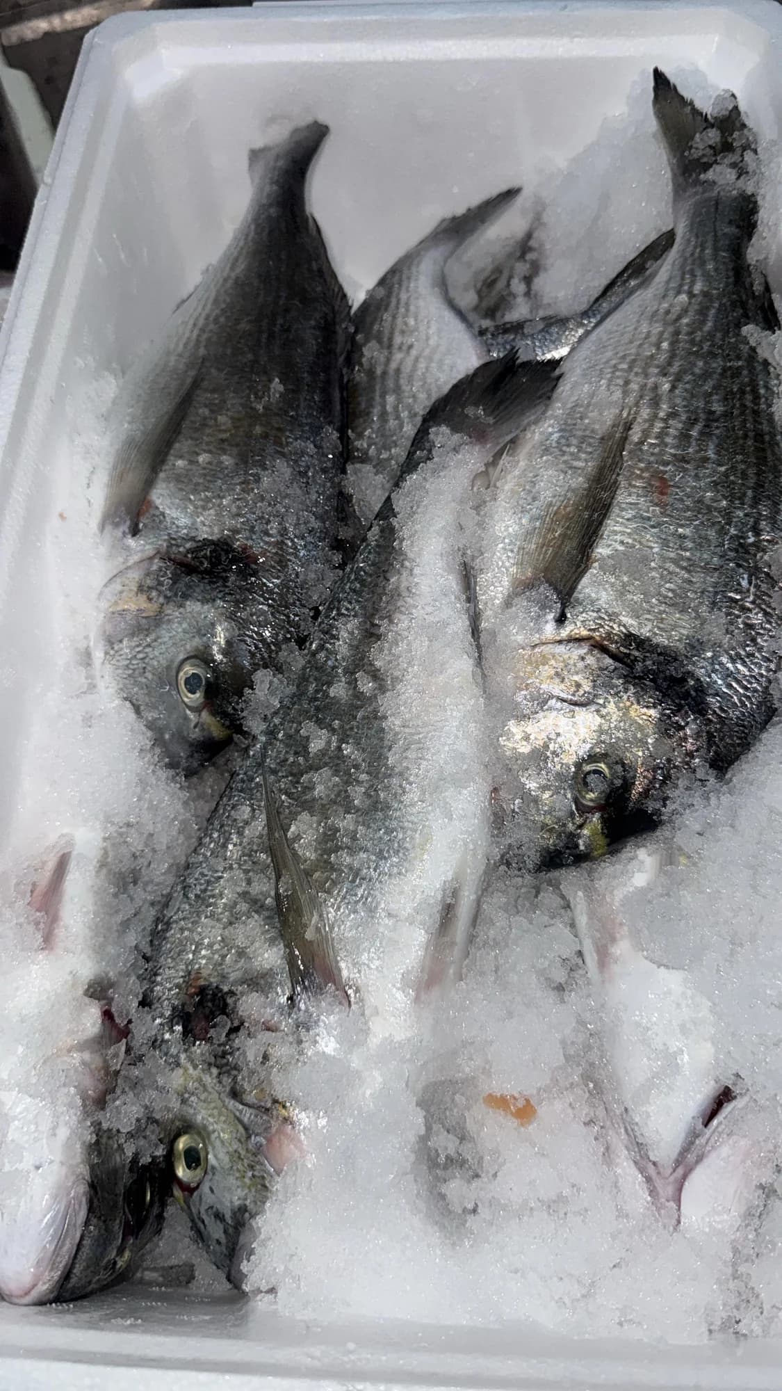 Ganze frische Fische auf Eis im Verkaufstresen