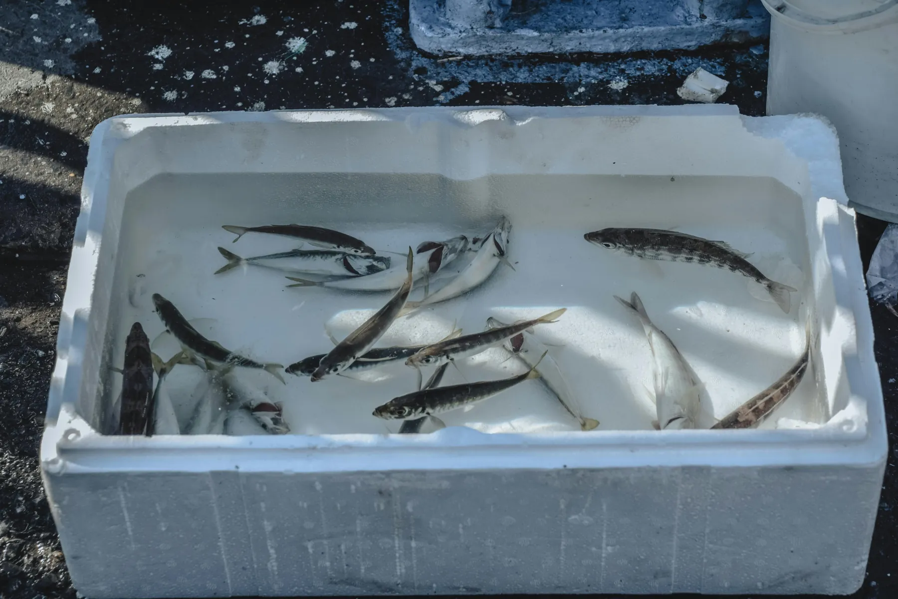 Frischer Fisch auf Eis im Verkaufstresen
